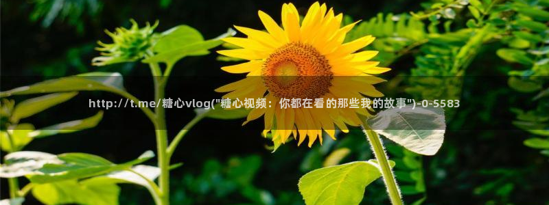 糖心vlgi